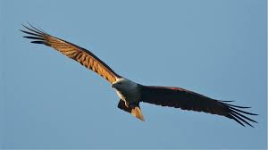 Krishnaparunthu or Brahminy Kite associated with the Thiruvabharanam procession